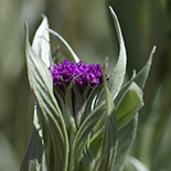 Hilliardiella aristata